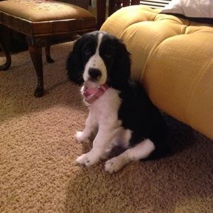 Meet your Posher, Joe